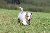 BERGER AUSTRALIEN PUPPIES 037